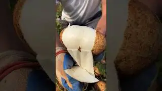White potato #shorts #shortsfeed #minivlog