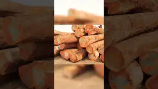Tropical Lumber Hard Wood for export.💥💥💥