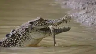 [DEADLY JAWS] Buaya Air Asin
