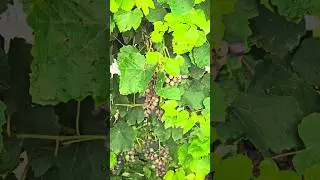 Morning Views🍇🍇 #nature #beautiful #home #grapeharvest #grapefarm #naturelovers #shorts #rurallife