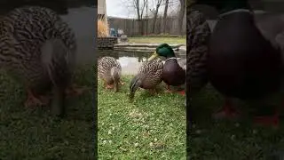 A Duck Found the Backyard &mdash; Then Returned With Company 🦆