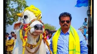 8జత (నరసింహ & లయన్) RK బుల్స్ అత్తొట రామకృష్ణ చౌదరి గారు వేటపాలేం | మొర్జంపాడు సీనియర్స్