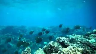 Kailua-Kona Aquatic life.