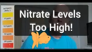 Nitrate testing, Oranda, Lion Head, Ranchu Goldfish Tank