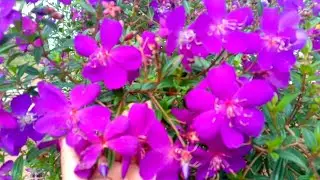 Beauty in garden/ Melastoma Plant Gardening #Shorts