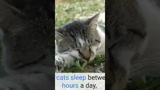 Why Do Cats Sleep So Much?  #cat #animals #cute #kitten #facts #funny #cuteanimal #pet #cutecat