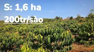 💥💥 Cần bán 1,6 ha, gần 300m đường, ôm suối đá, kín cà phê, sầu riêng, cách trường chợ 5km