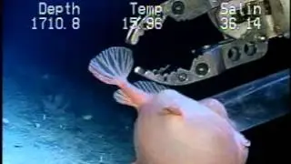 Frogmouth fish (Redeye Gaper) at the Charleston Bump