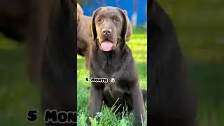 25 days Vs 1 year Labrador transformation #shots #feed #dogbreed #puppy #petfeed #cute #song #dog