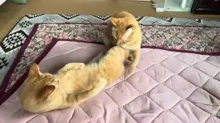アー‼️やめろや心ちゃん😤やめてよ大ちゃん😸仲良しニャ