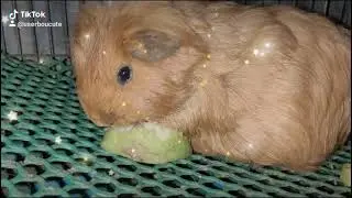 guinea silky