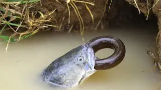 Amazing Big Fish Eating Eels | How Eat Fish Eel Fish