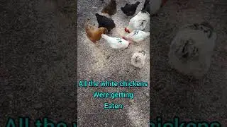 Hawk deterrent for chickens || Free Range Chicken Problems || #Shorts