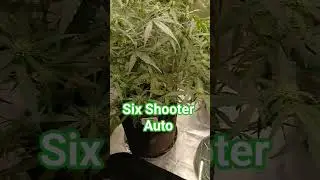 Six Shooter Auto Tag 64 bald wird geerntet💚 🥦🙏🤤