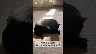 일광욕하는 고양이 A Cat Enjoying the Sunshine
