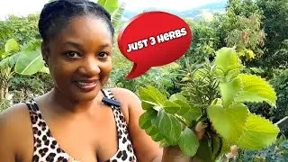 3 Herbs For Upper Respiratory System + Beautiful Harvest From My Container Garden 