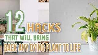 12 Hacks That Will Bring Back Any Dying Plant to Life