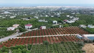 Limon arası çapalama