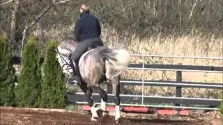 SOLD!!!!: 'Bear' Canadian Sport Horse (Dressage)