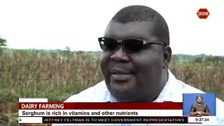 Farmers urged to embrace new sorghum variety over nappier grass