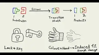 Enzyme active sites & your health