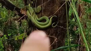 Thrilling Morning Walk in Hill Valley Park | Green Pit Viper Snake Encounter | Best Nature Walk 