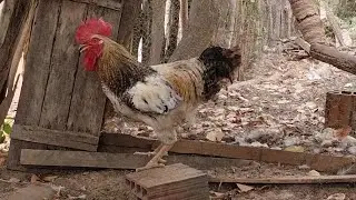 Today's video: Catching the rooster 🐓🐓🐓