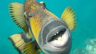Triggerfish attack menyerang  هجوم الدهام 砲彈 イワシ 개똥 벌레 спинорог กวาง con c&aacute; attaque 攻撃 атака Egypt