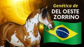 A maior oferta de filhos do garanhão Del Oeste Zorrrino no Brasil, Estância Liberdade Cavalo Crioulo