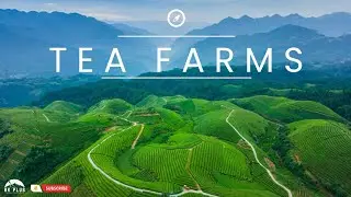 Tea farms , china 🇨🇳 [ 4K]