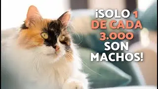LEYENDA de las GATAS CALICÓ 🐈🔮 ¿TODOS los GATOS CALICÓS son HEMBRAS? (Personalidad y Tipos)
