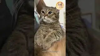 affectionate cat~~#fyp  #funny  #cute  #cat  #explore  #teamwork  #funnyvideos
