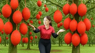 Harvesting Tropical Gac Fruit & Cooking Colorful Coconut Sticky Rice - Traditional Recipe