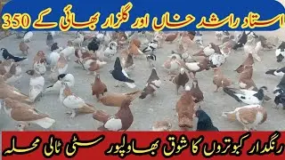 rangdar kabootar || Ustad Rashid aur gulzar bhai ke || 350 rangeen kabutar Tali mohalla bahawalpur