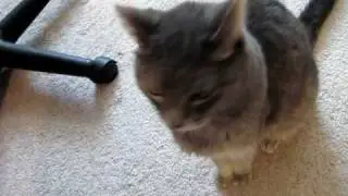 Cuddles Shaking Head