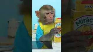 #boss #mafia #vlog #monkeyboss #monkey