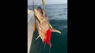 Bluefin Tuna eats two jigs before realizing he's hooked #bluefintuna #fishing #tunafishing