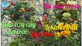 Hồng cây giống giá rẻ miền tây giao lưu cây ăn trái lekima thái, vú sữa lò rèn, tắc chua 