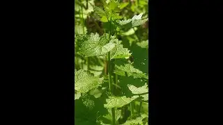 Garlic Mustard Throwdown 2021Promo