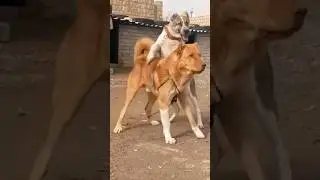 KANGAL AGGRESSIVE DOGS BREEDS 🔥🔥🔥 #kangal #pitbull #bigdog #canecorso #dog #shorts