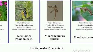 Insecte, ordre Neuroptera neuroleon myrmeleon libelloides commun verte lepidus obscurus lutescens