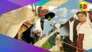 FESTIVAL DU LADOUM : MEILLEUR GENITEUR ET MEILLEUR GENITRICE