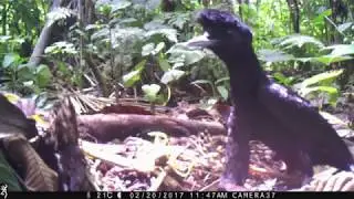 Best Camera Trap Videos of 2017
