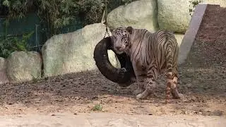 Tigers: Kings of the Jungle | Power and Beauty Unleashed&rdquo;