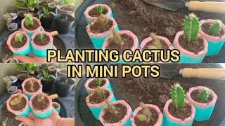 How to Plant Cactus in Mini Pots
