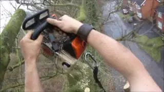 Treemankyle light pruning as per belfast street tree