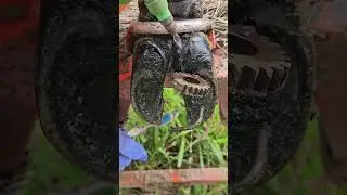 Extremely EFFECTIVE Cow Hoof Rescue and Relaxation Extracting Screws from a Cow's Foot