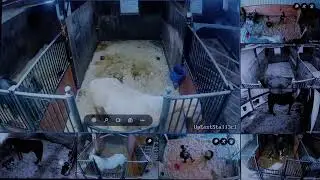 Foal Watch Live Cam 02.11.2026