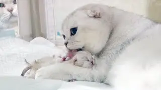 Вислоухая кошка рожает 3 милых котят. Рождение очаровательных котят серебристой шиншиллы