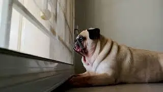 01-25-2022 Ask Angi: Ideas For Pet-Proofing Your Home